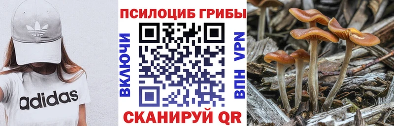 Галлюциногенные грибы Psilocybine cubensis  Купить где  Боровск 